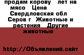 продам корову 5 лет на мясо › Цена ­ 50 000 - Свердловская обл., Серов г. Животные и растения » Другие животные   